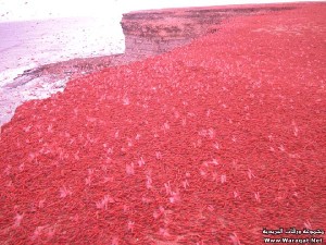 سراب من الجراد الأحمر في المملكة المغربية