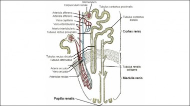 نفرون - Nephron