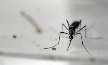 DOUNIAMAG-EL SALVADOR-HEALTH-ZIKA-VIRUS