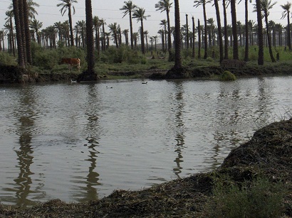 بستان نخيل في مدينة البصرة